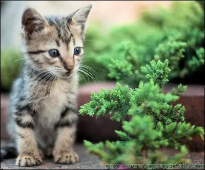 Des lunes plus tard, tu meurs après une bataille. C'est Plume de Merle, du Clan de l'Ombre, qui t'a tué(e). Quelles sont tes dernières paroles ?