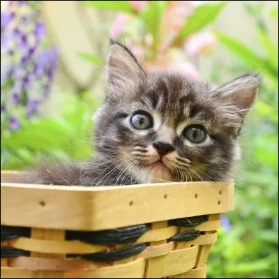 Tu es apprenti(e), quel nom espères-tu avoir ?