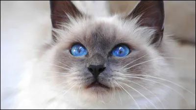 Le jour de ton baptême d'apprenti est arrivé. Ton mentor n'est devenu guerrier que depuis à peine une lune. Quelle est ta réaction ?