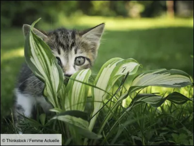 Une lune plus tard, la guérisseuse te demande de l'accompagner pour aller chercher des herbes. Que fais-tu ?