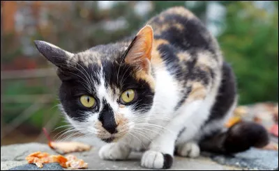 Tu es enfin guerrier(ère) ! Que fais-tu ?