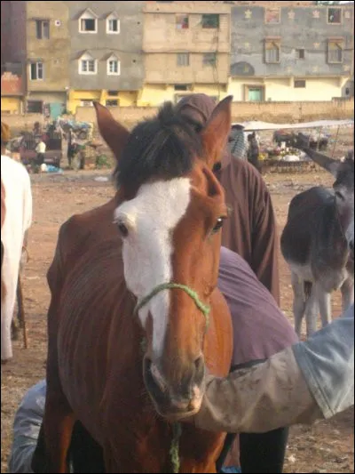 Quelle est cette marque blanche ?