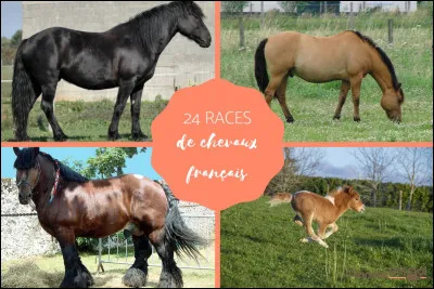 Nomme 4 races de chevaux.