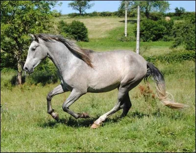 Quelle est la robe de ce cheval ?