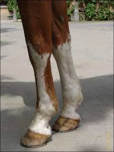 Quelle est cette balzane ?