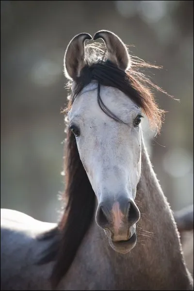 Même blessé, je ramène mon cavalier en lieu sûr. ma race a failli disparaître dans les années 30. Qui suis-je ?