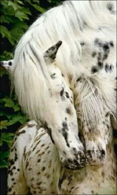 Je vis principalement en Amérique du Nord. Qui suis-je ?