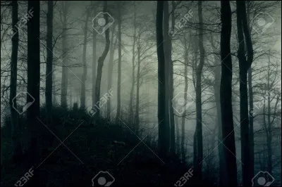 Aimerais-tu faire partie des chats de la Forêt Sombre ?