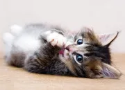 Test  combien de % es-tu ''chatastique'' ?