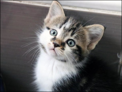 Pour toi, à quoi sert un chat ?