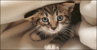 Mets-toi dans la peau d'un chat maintenant ! Ton maître rentre à la maison, la mine sombre, et s'assoit sur le canapé, l'air abattu. Que fais-tu ?