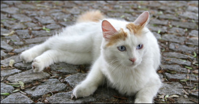 Dernière question : pourquoi fais-tu ce test ?