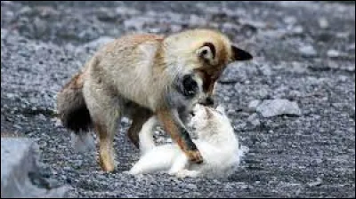 Quels animaux pr&eacute;f&egrave;res-tu ?