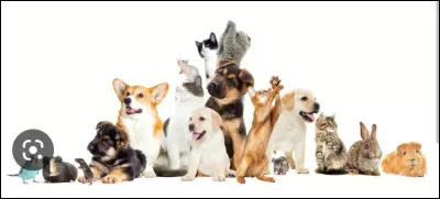 Emma Watson a-t-elle un animal de compagnie ?