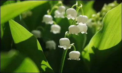 Muguet > Cette tradition remonterait à un roi de la Renaissance, qui en aurait reçu un brin lors d'un déplacement. Quel est-il ?
