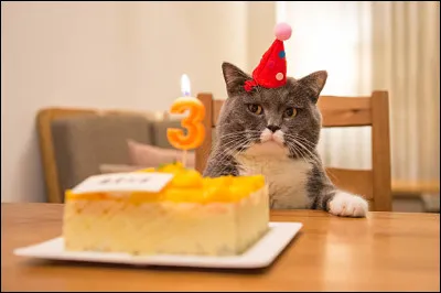 Pour terminer, quel âge as-tu en tant que chat ?