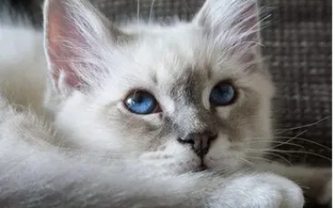 Quiz Felins
