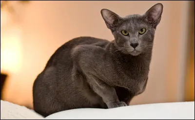 Quelle est cette race ?