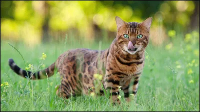 Quelle est cette race ?