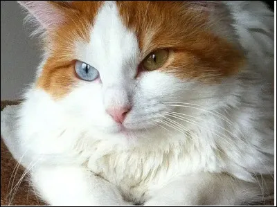 Quelle est cette race ?