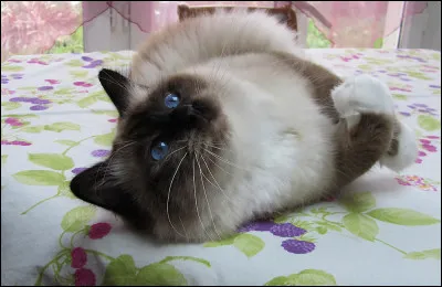 Quelle est cette race ?