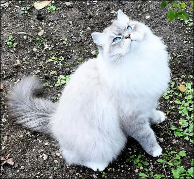 Quelle est cette race ?