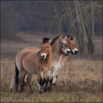 De quelle race est-il ?
