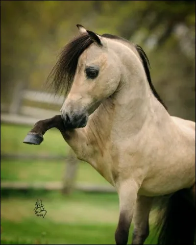 De quelle race est-il ?
