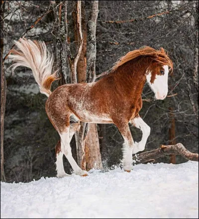 De quelle race est-il ?