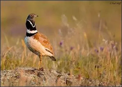 Quel est cet oiseau ?