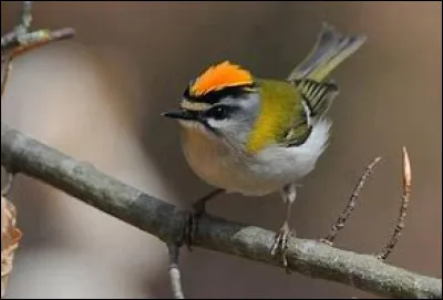 Quel est cet oiseau ?