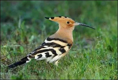 Quel est cet oiseau ?