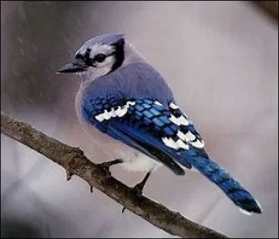 Quel est cet oiseau ?