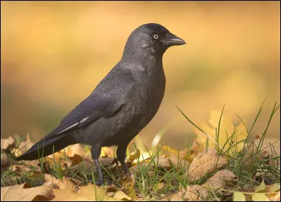 Quel est cet oiseau ?