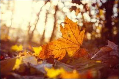 Durant quelle saison peut-on observer la chute des feuilles de la plupart des arbres ?