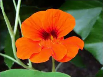 Comment se nomme cette fleur qui fleurit en été ?