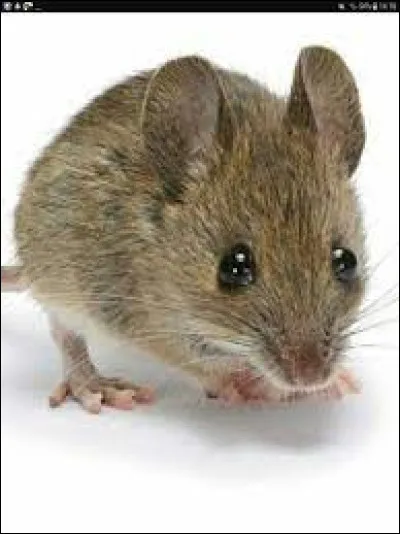 Il n'y a plus de gibier ! Que fais-tu ?