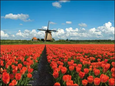 Quel est le régime politique des Pays-Bas ?