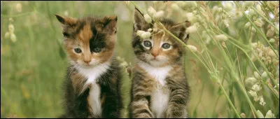 À quels chatons a-t-elle donné naissance ?