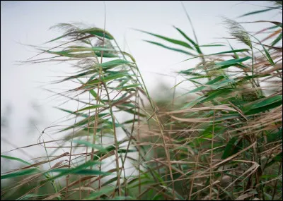Entre temps Pomme du Crépuscule avait pris une autre compagne comment s'appelait-elle ?