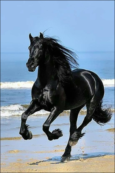 De quelle couleur est la peau de cet animal ?