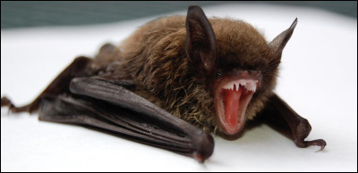 Quel est cet animal noir ?