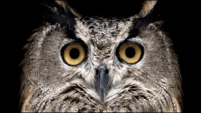 Est-ce un hibou ou une chouette ?