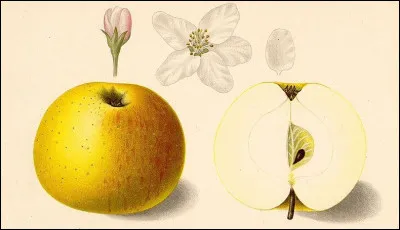 La martinolle était l'un des noms de...