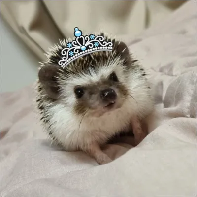 Quel est le nom du hérisson de Soobin ?