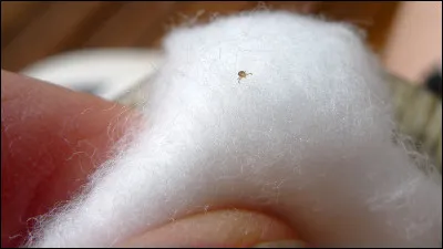 Paresseuse - Par essence elle est paresseuse !