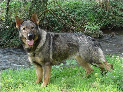 As-tu d&eacute;j&agrave; vu cet animal ?