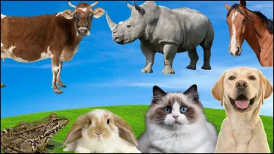 Combien as-tu d'animaux favoris ?