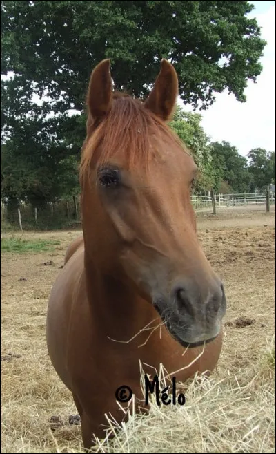 Quelle est ta robe (ta couleur de poils, si tu préfères) ?