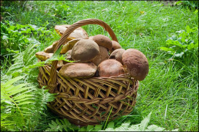 Tu avais prévu d'aller cueillir des champignons, mais il fait gris et la pluie menace...
Que fais-tu ?